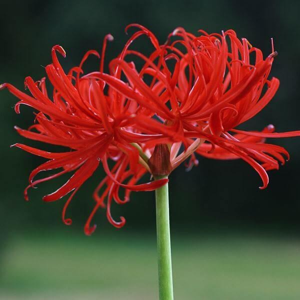 夏植え球根 リコリス 八重ヒガンバナ 1球
