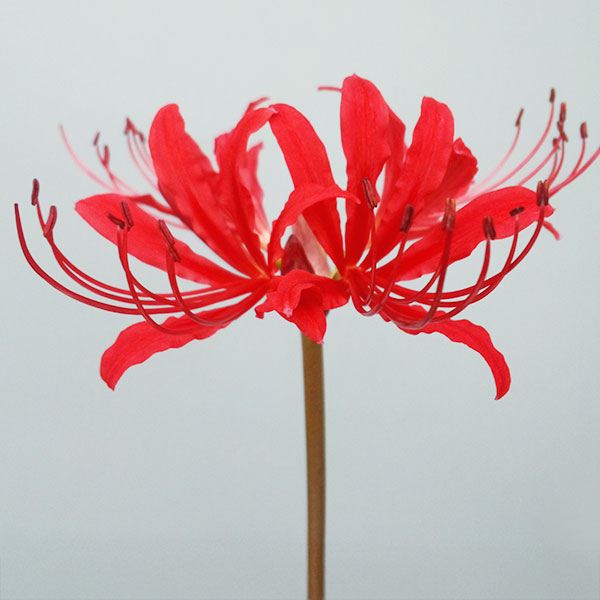 夏植え球根 リコリス オーガストレッド 1球