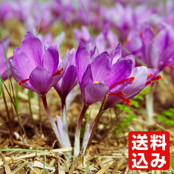 [送料込み] 夏植え球根 サフラン 普通球 40球