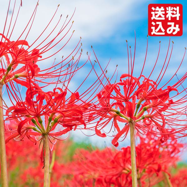 [送料込み] 夏植え球根 リコリス ラジアータ (ヒガンバナ) 40球