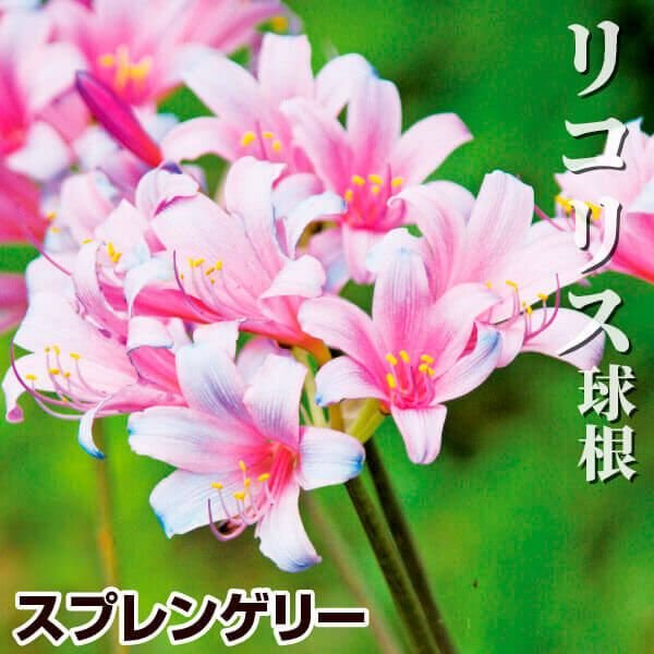 [送料込み] 夏植え球根 リコリス スプレンゲリー 15球