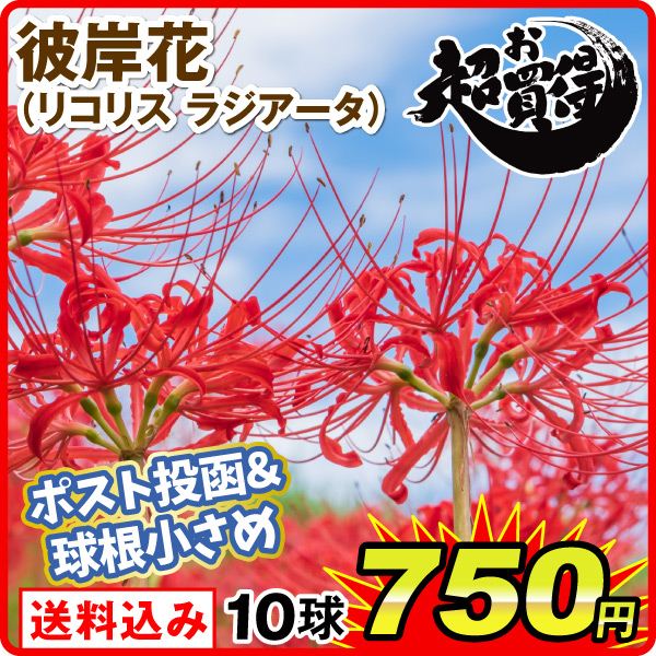 リコリス