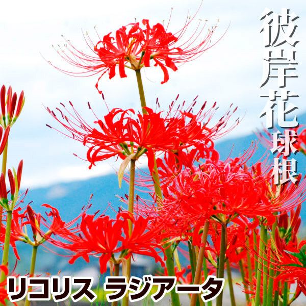 送料込み 夏植え球根 リコリス ラジアータ (ヒガンバナ) 50球
