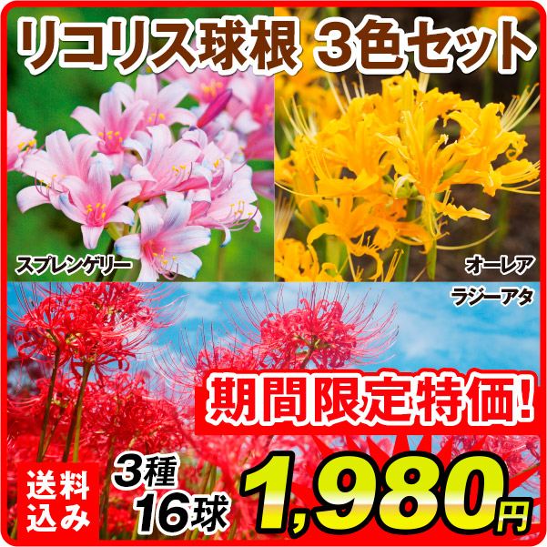 ［送料込み］夏植え球根 リコリス 定番リコリス3種16球セット