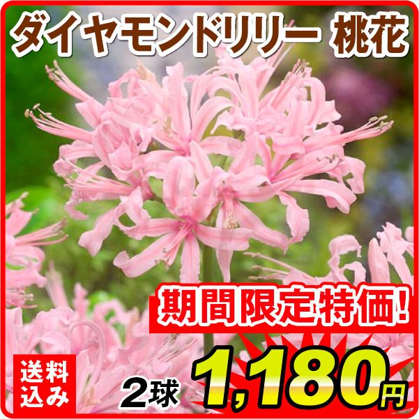 ［送料込み］夏植え球根 ダイヤモンドリリー (ネリネ サルニエンシス) 桃花 2球