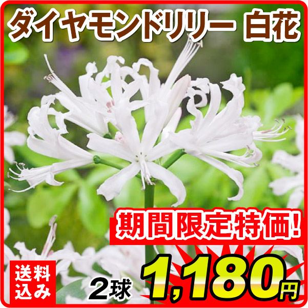 ［送料込み］夏植え球根 ダイヤモンドリリー (ネリネ サルニエンシス) 白花 2球
