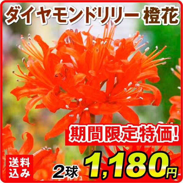 ［送料込み］夏植え球根 ダイヤモンドリリー (ネリネ サルニエンシス) 橙花 2球