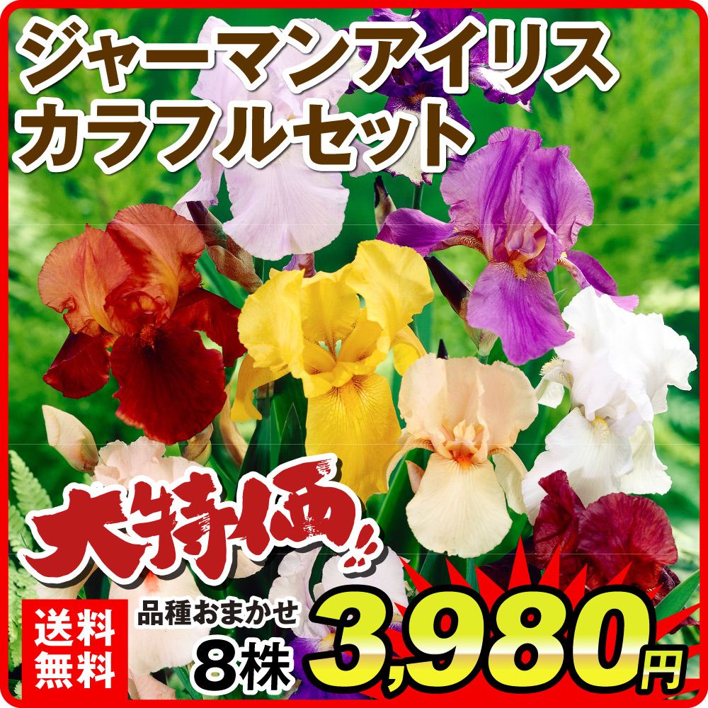 花苗 カラフルジャーマンアイリスセット 8株 送料無料