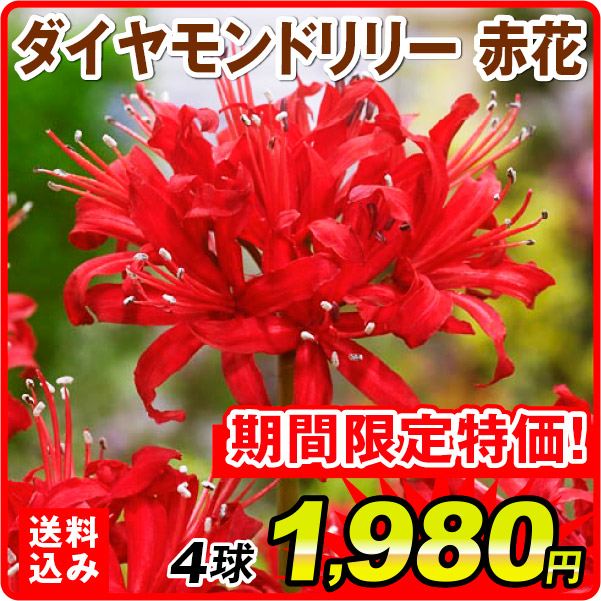 ［送料込み］夏植え球根 ダイヤモンドリリー (ネリネ サルニエンシス) 赤花 4球