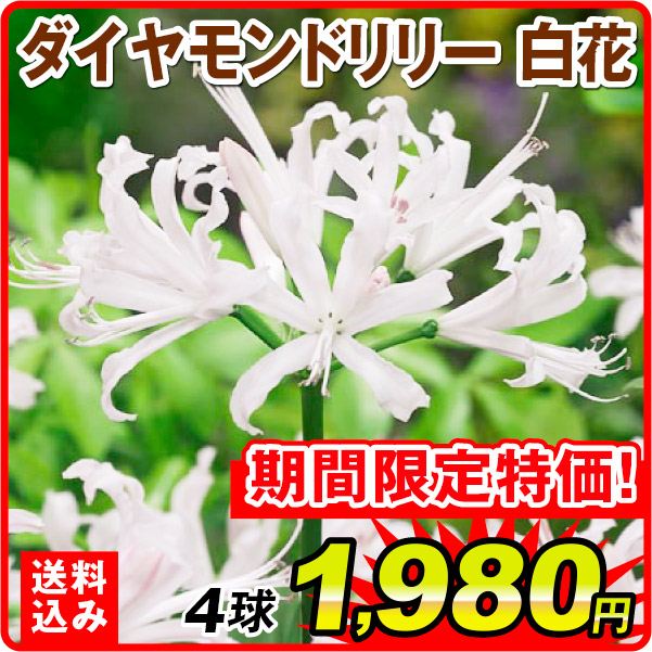 ［送料込み］夏植え球根 ダイヤモンドリリー (ネリネ サルニエンシス) 白花 4球