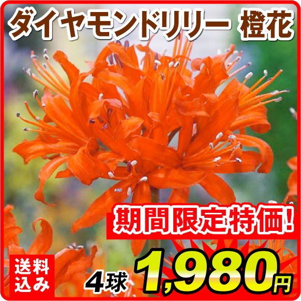 ［送料込み］夏植え球根 ダイヤモンドリリー (ネリネ サルニエンシス) 橙花 4球