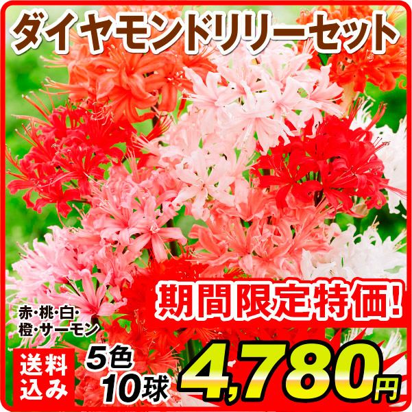 ［送料込み］夏植え球根 ダイヤモンドリリーセット (ネリネ サルニエンシス) 5色10球