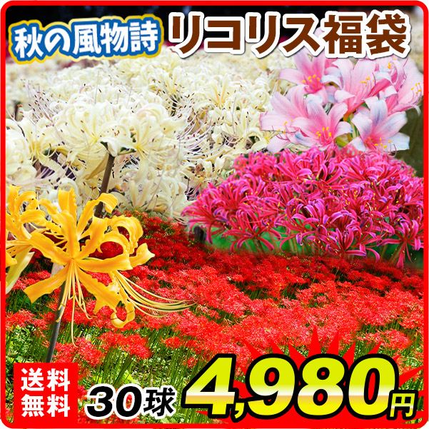 [送料無料] リコリス福袋 30球以上(4-5品種見計らい・名称付)