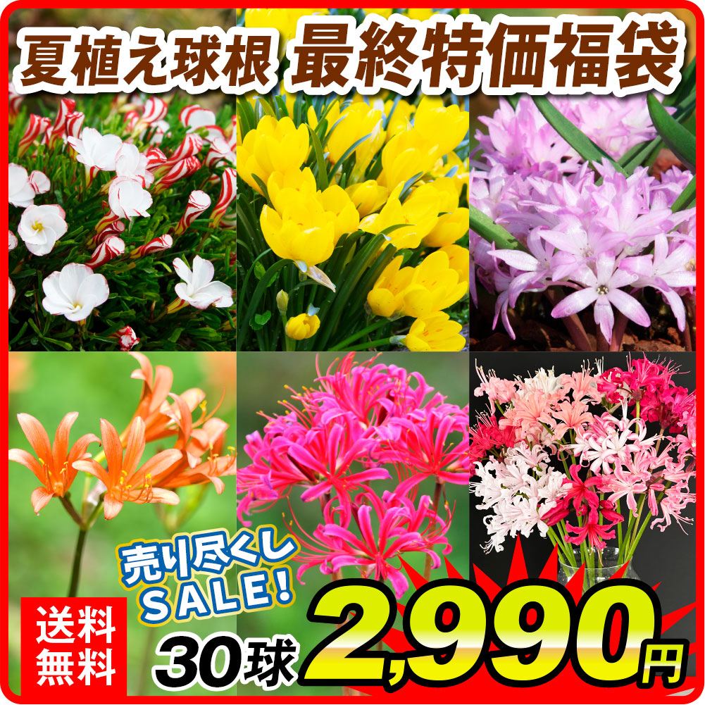 夏植え球根 最終特価福袋 リコリスを含む 30球 [送料無料]