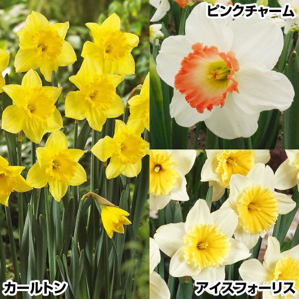 スイセン 球根 人気カップ咲水仙セット