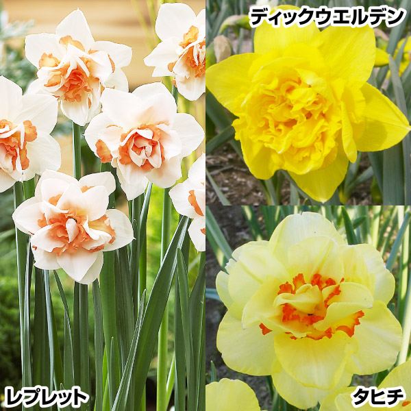 スイセン 球根 人気八重咲水仙セット