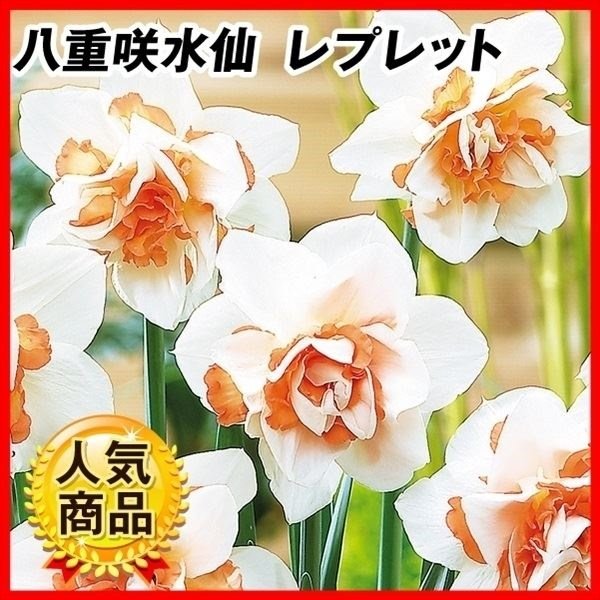 スイセン 球根 八重咲水仙 レプレット 100球 大量販売企画