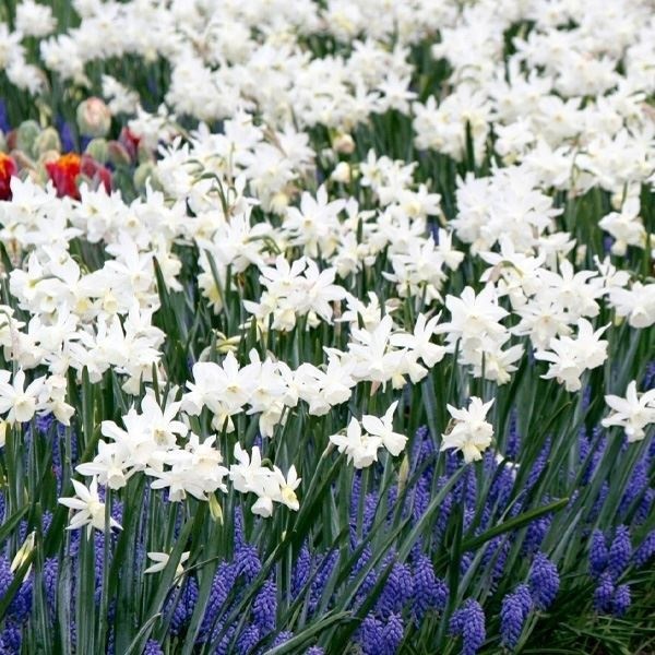 スイセン 球根 芳香水仙 セイルボート