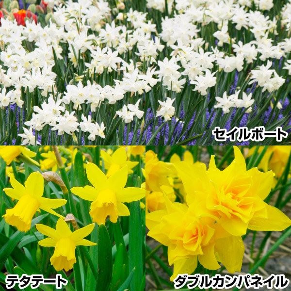 スイセン 球根 芳香水仙 かわいい水仙セット