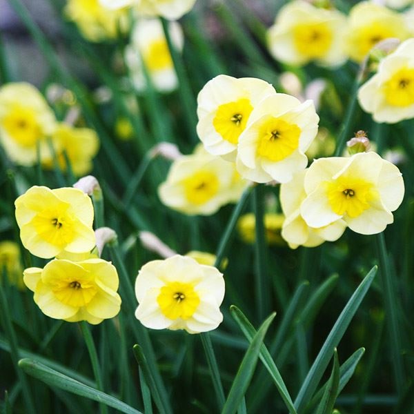 スイセン 球根 芳香水仙 サンディスク