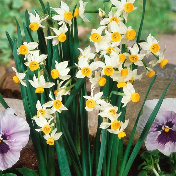 スイセン 球根 芳香水仙 カナリキュラタス