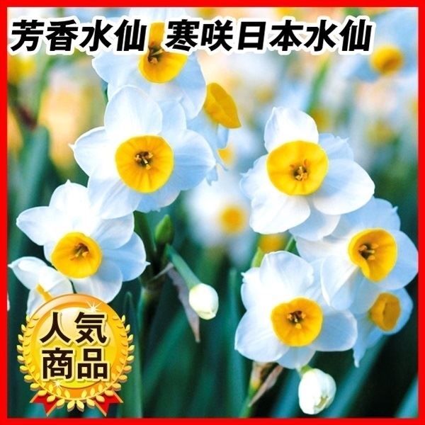 スイセン 球根 芳香水仙 寒咲日本水仙