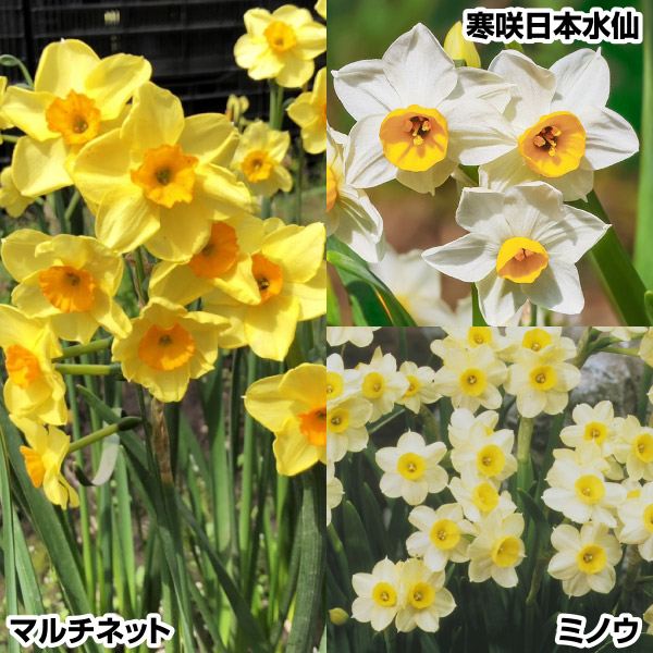 スイセン 球根 人気芳香水仙Aセット