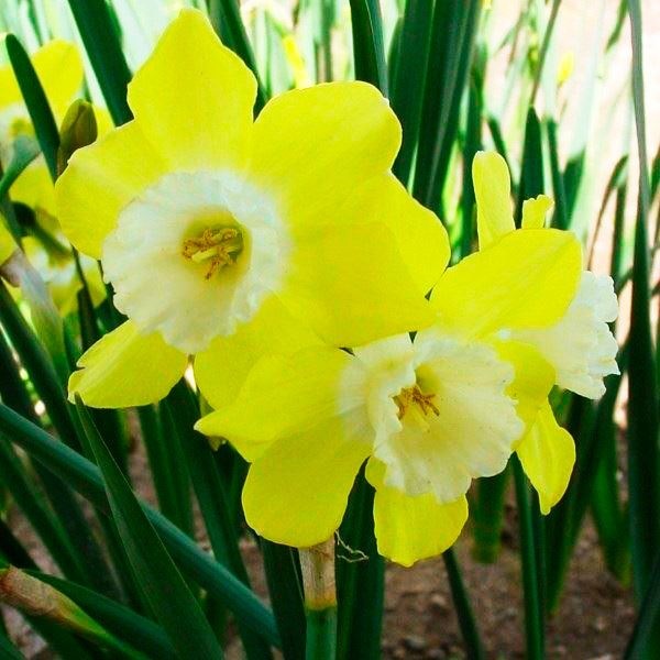 スイセン 球根 芳香水仙 ピピット