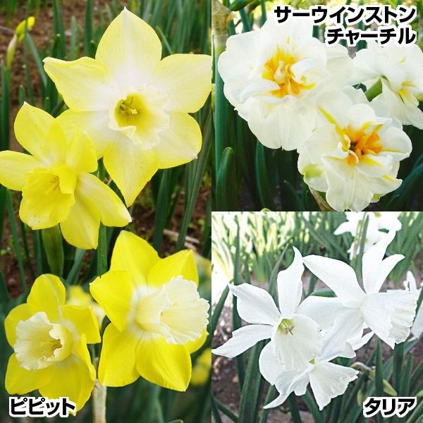 スイセン 球根 人気芳香水仙Bセット