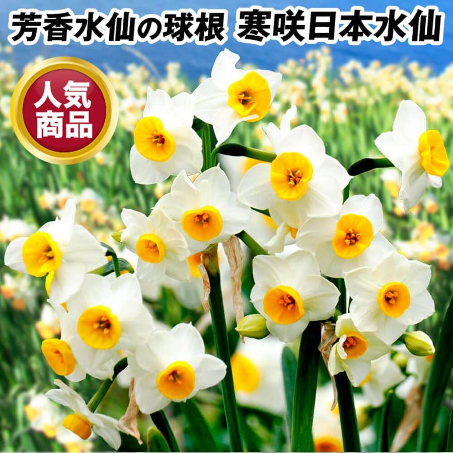 スイセン 球根 芳香水仙 寒咲日本水仙 100球 大量販売企画