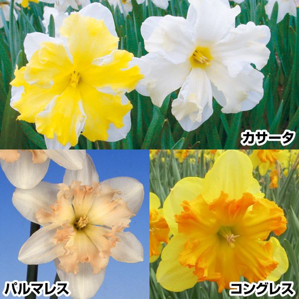 スイセン 球根 人気バタフライ咲水仙セット