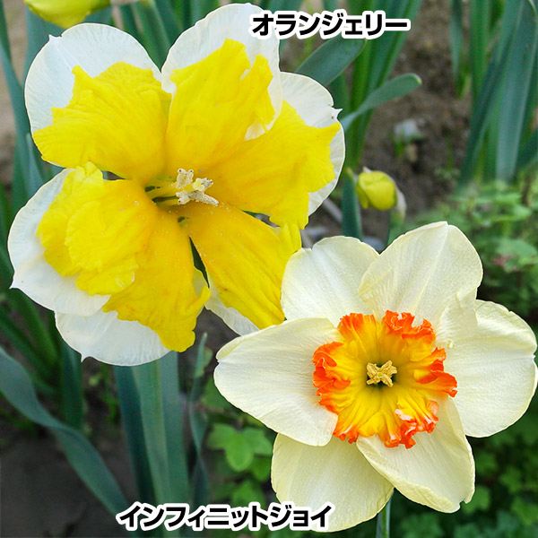 スイセン 球根 特選バタフライ咲水仙セット