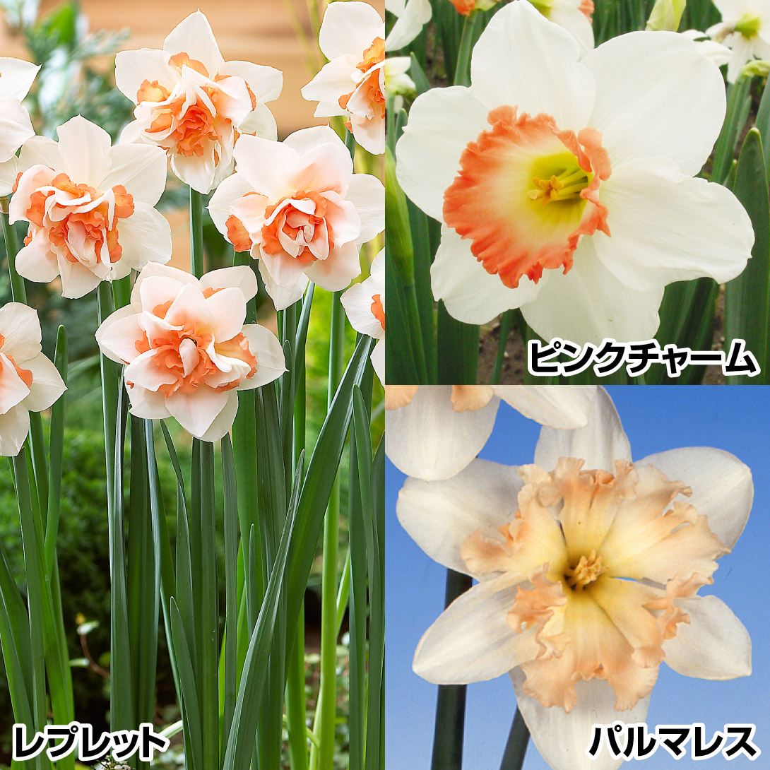 スイセン 球根 ピンク水仙セット