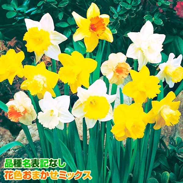 スイセン 球根 ラッパ咲水仙ミックス