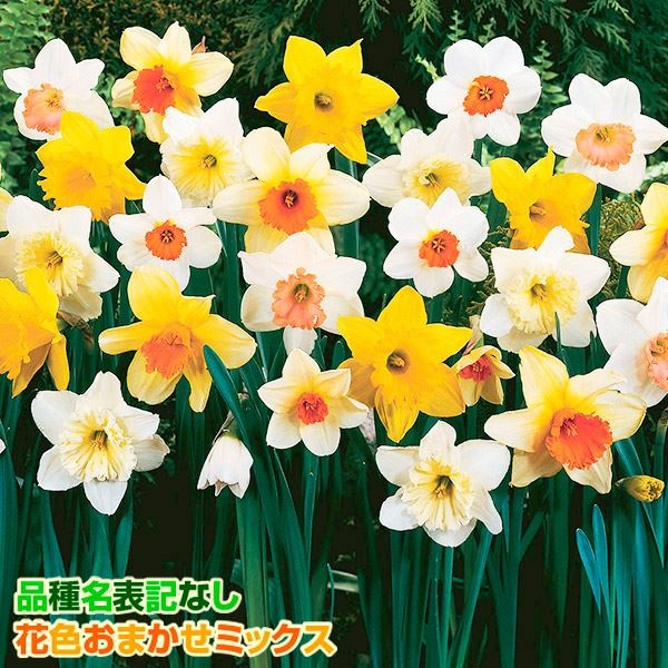 スイセン 球根 カップ咲水仙ミックス