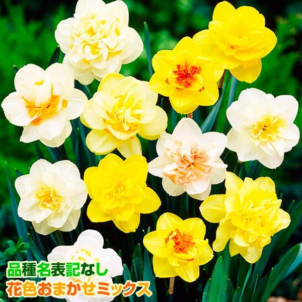 スイセン 球根 八重咲水仙ミックス