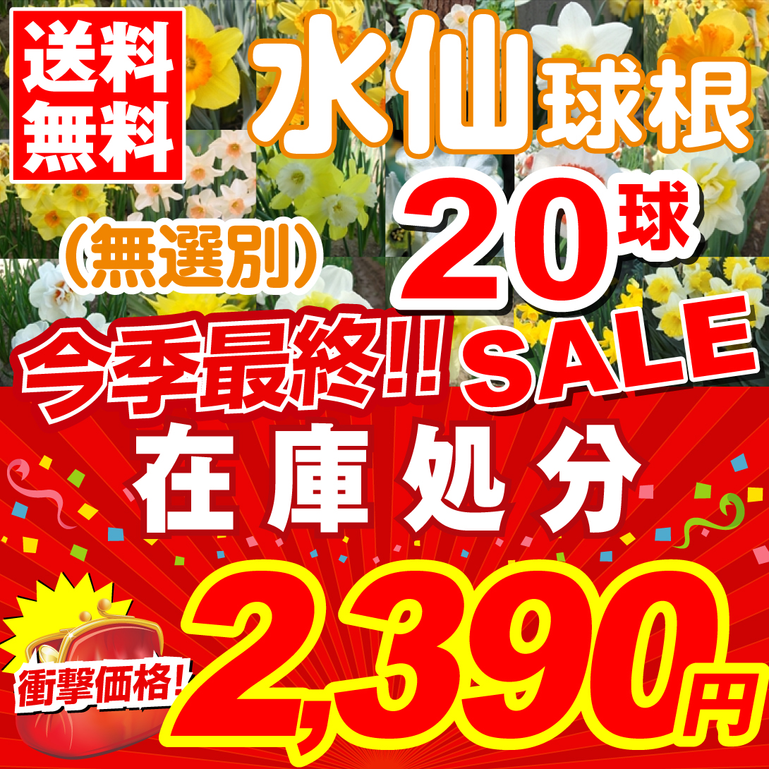 スイセン 球根 在庫処分水仙球根ミックス (無選別) 20球 送料無料