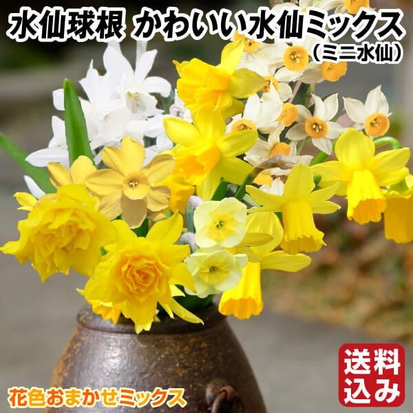 スイセン 球根 かわいい水仙ミックス(小輪ミックス) 送料込み