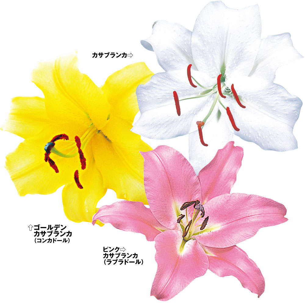 ユリ 球根 12月咲切花向きオリエンタルリリーセット 3種9球(各3球)