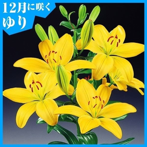 ユリ 球根 12月咲すかしユリ 黄花 6球