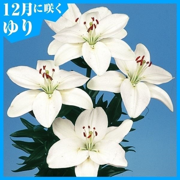 ユリ 球根 12月咲すかしユリ 白花 6球