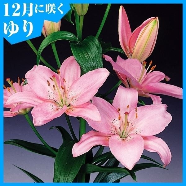 ユリ 球根 12月咲すかしユリ 桃花 6球