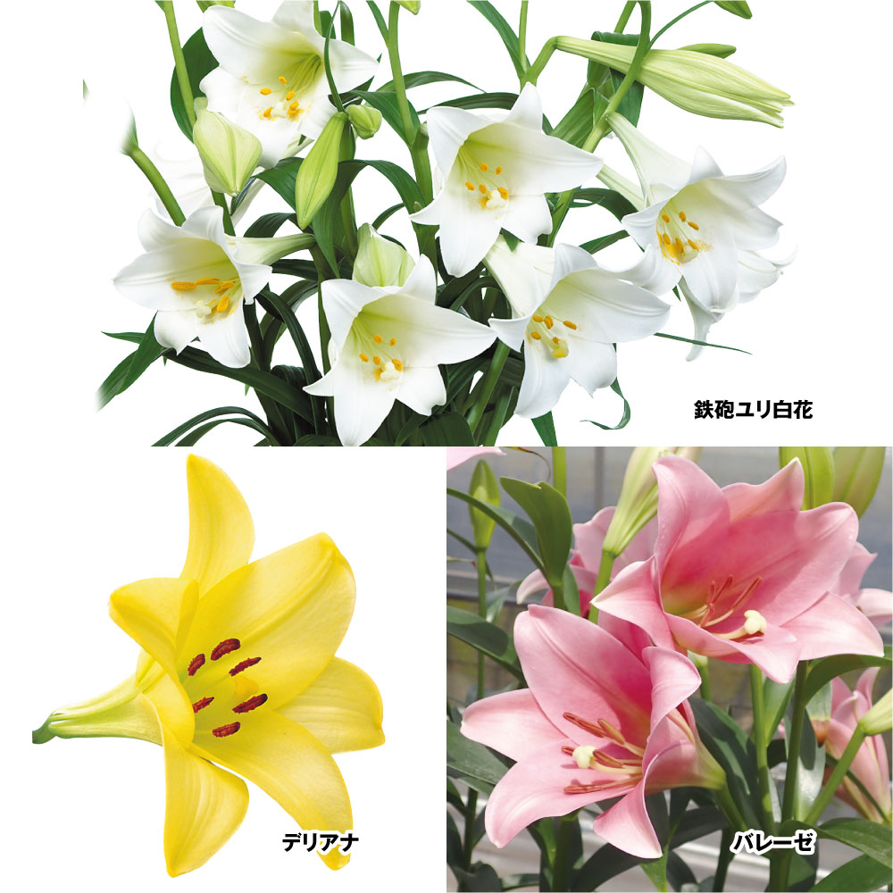 ユリ 球根 12月咲鉄砲ユリセット 3種9球(各3球)