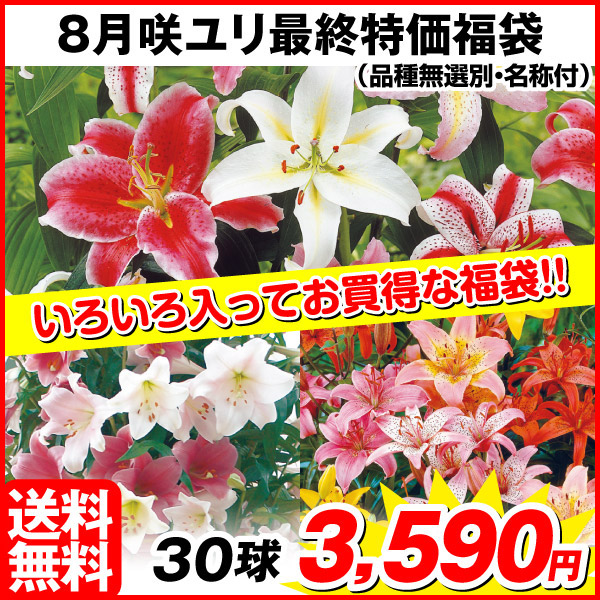 【ネット限定】送料無料 ユリ球根 8月咲ユリ最終特価福袋(品種無選別・名称付) 30球