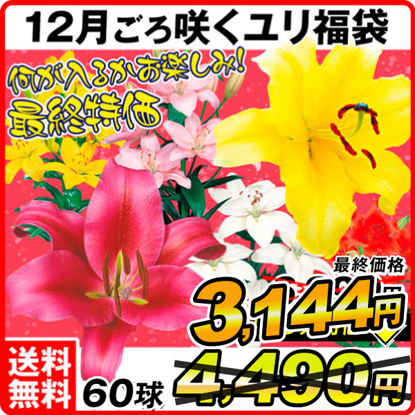 12月咲ユリ福袋