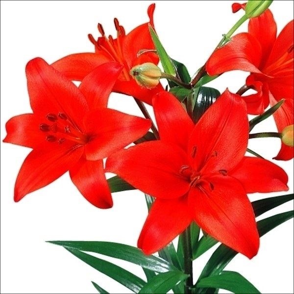すかしユリ 球根 赤花