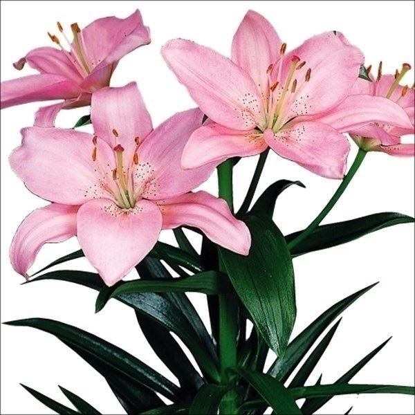 すかしユリ 球根 桃花