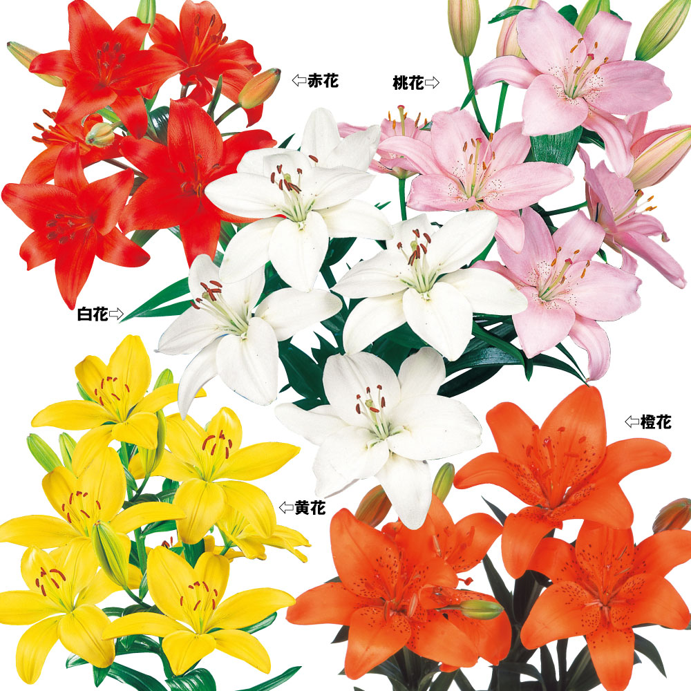 ユリ 球根 カラフルすかしユリセット