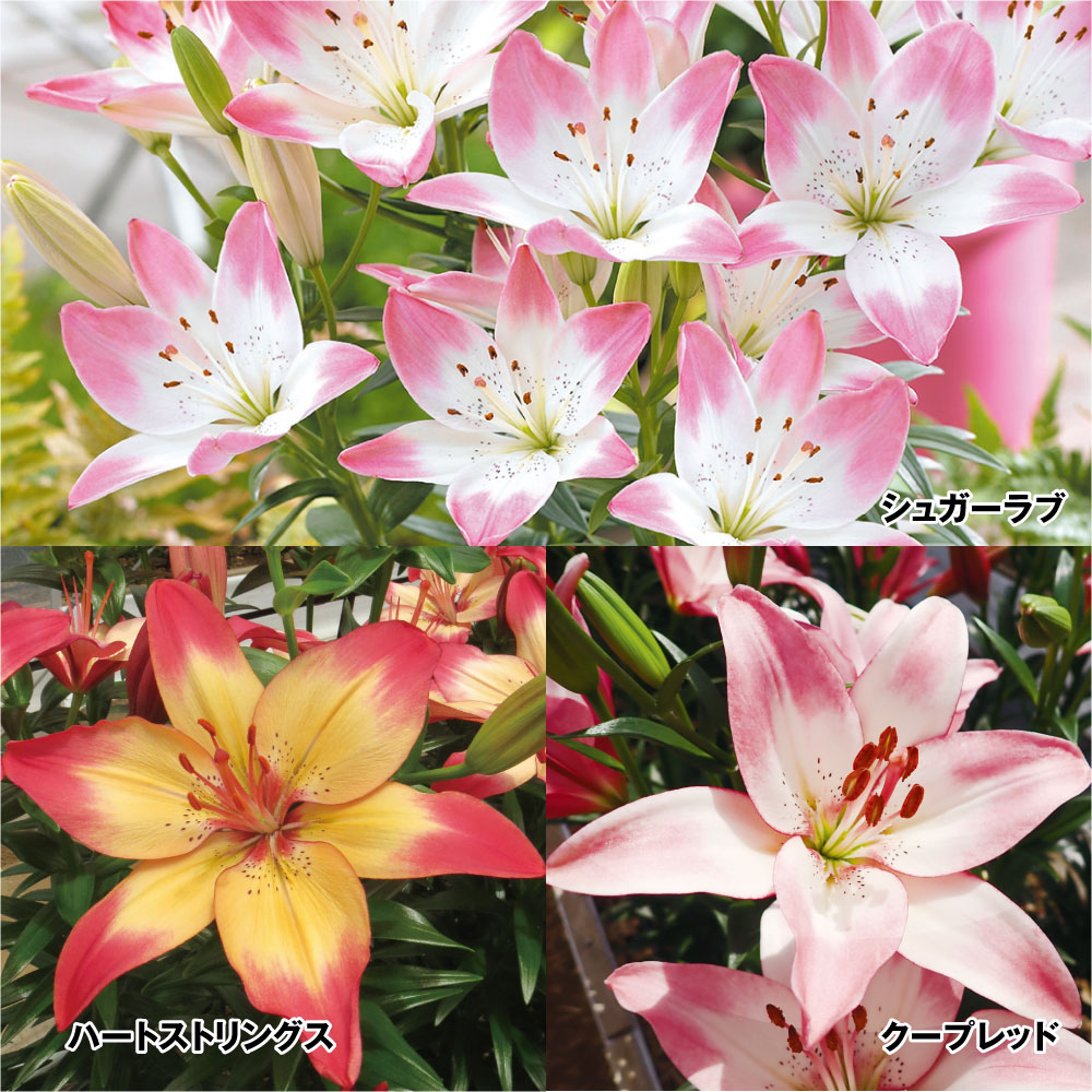ユリ 球根 すかしユリ 2色咲すかしユリAセット 3種12球
