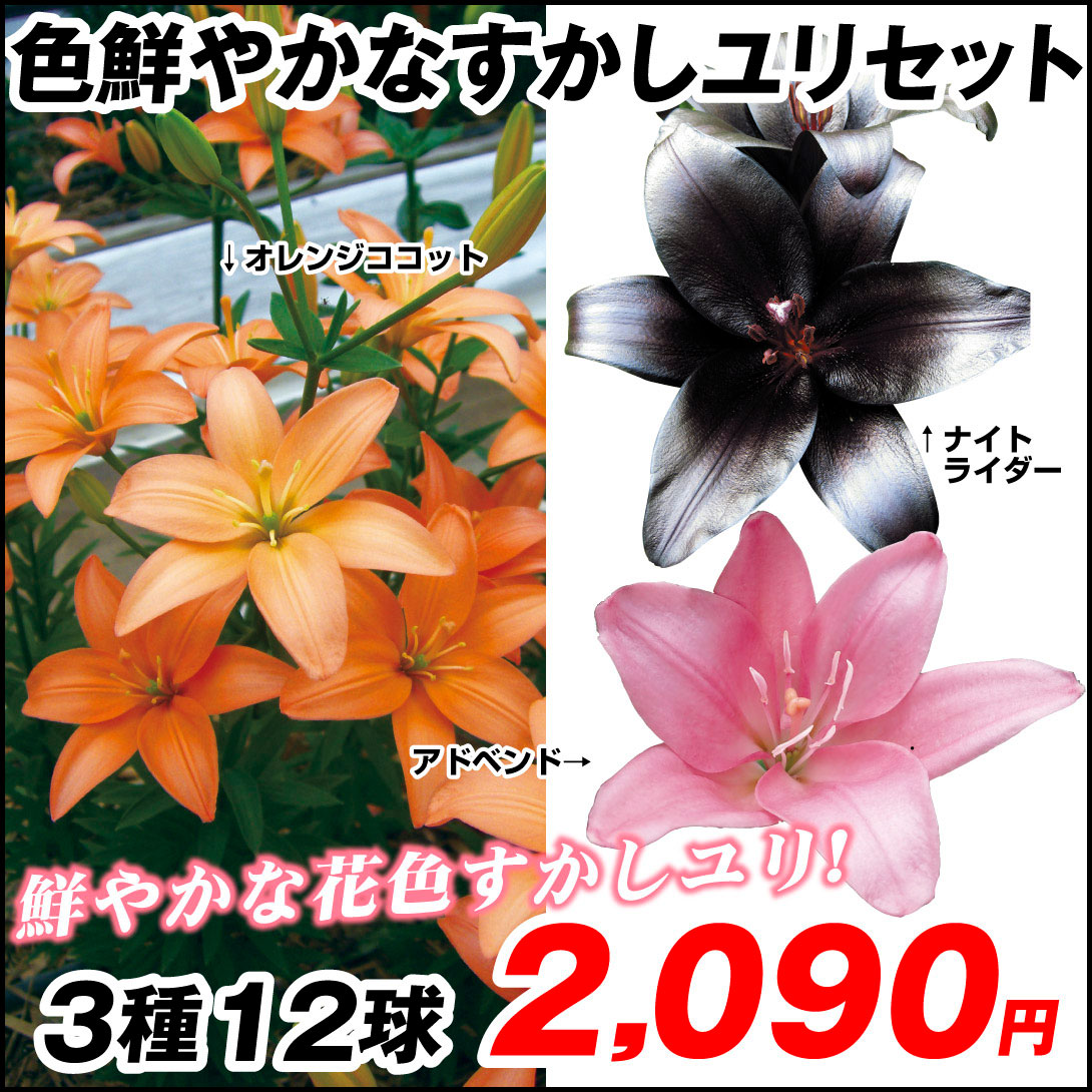ユリ 球根 すかしユリ 色鮮やかなすかしユリセット 3種12球